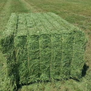 Alfalfa Hay