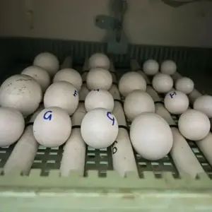 Fertile Parrot Eggs